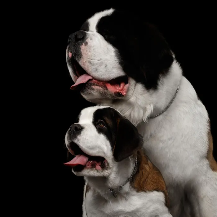 Saint Bernard Puppies for Sale image