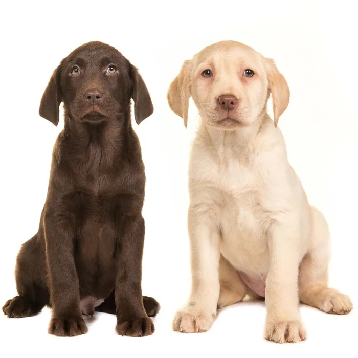 Labrador Retriever Puppies for Sale image