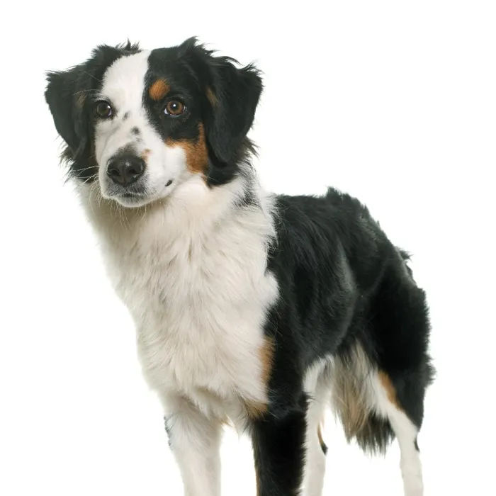 Miniature American Shepherd Puppies for Sale image