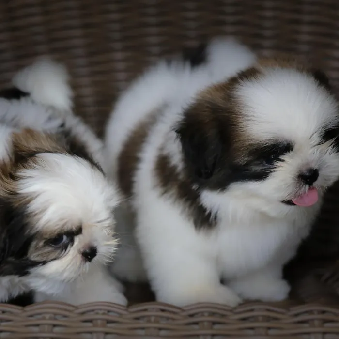 Shih Tzu Puppies for Sale image