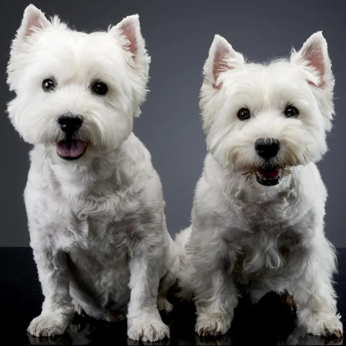 West Highland White Terrier Puppies for Sale image