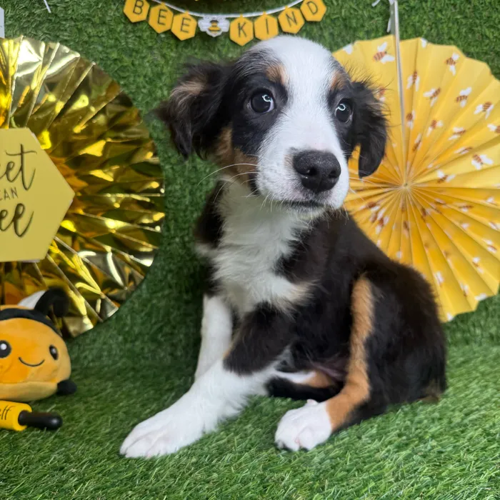 Female Mini Aussie puppy named Millie for sale at Puppy Dreams - Idaho.