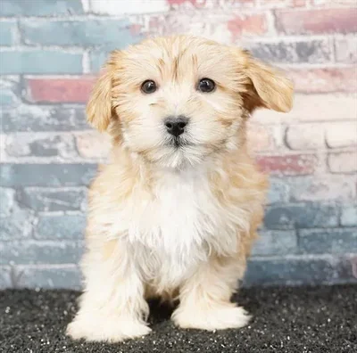 Male Morkie puppy named Steve for sale at Puppy Dreams - Idaho.