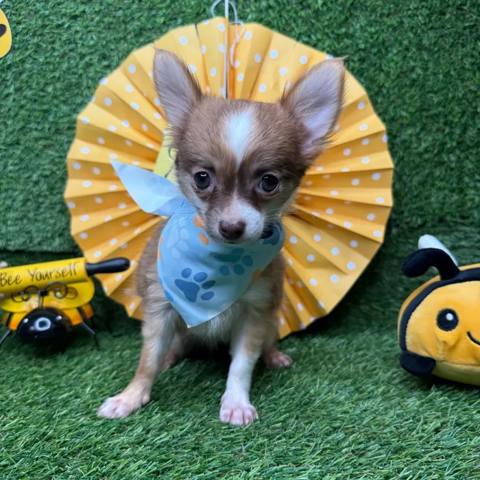 Female Chihuahua puppy named Bee for sale at Puppy Dreams - Idaho.