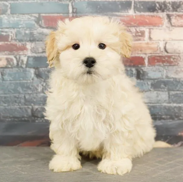 Male Maltipoo puppy named Yeti for sale at Puppy Dreams - Idaho.