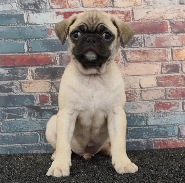 Male Pug puppy named Happy Feet for sale at Puppy Dreams - Idaho.