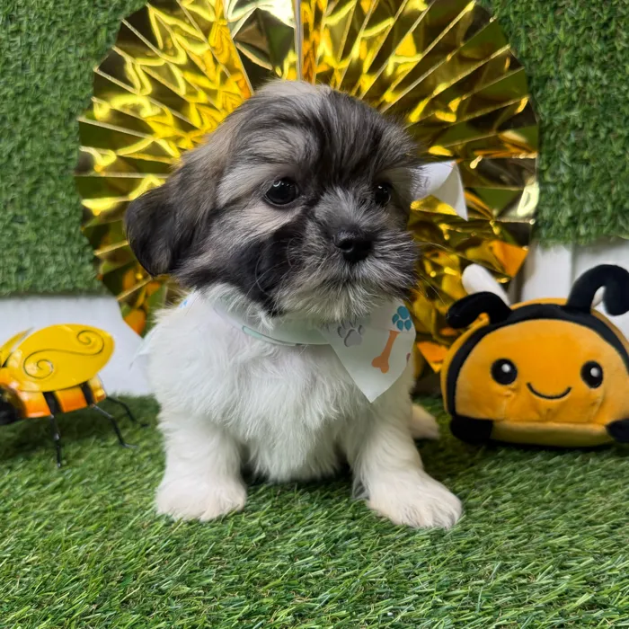 Female Teddy Bear puppy named Cookie for sale at Puppy Dreams - Idaho.