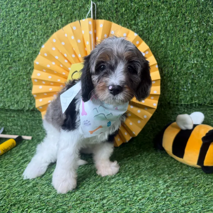 Female Cavapoo puppy named Bubbles for sale at Puppy Dreams - Idaho.