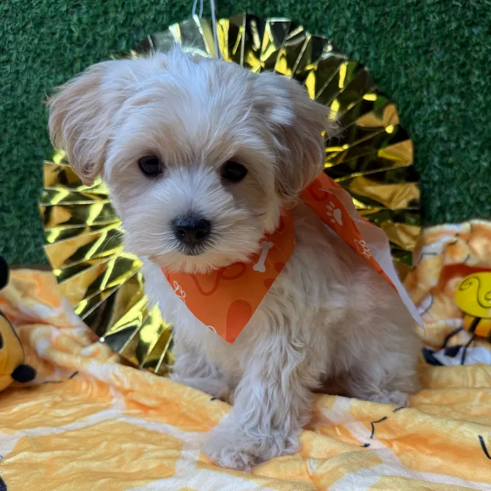 Male Morkie puppy named Mango for sale at Puppy Dreams - Idaho.