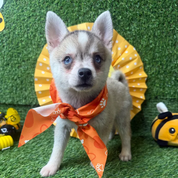 Male Alaskan Klee Kai puppy named Honey Bun for sale at Puppy Dreams - Idaho.