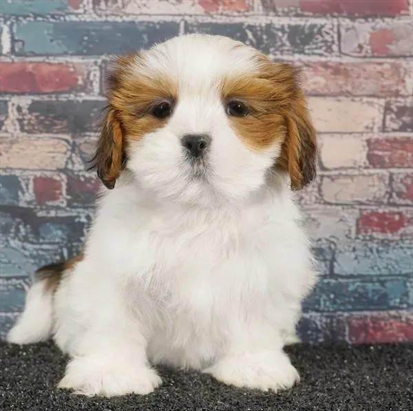 Male Lhasa Apso puppy named Lhaso for sale at Puppy Dreams - Idaho.