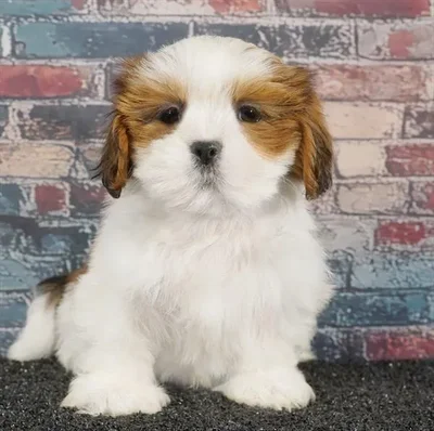 Male Lhasa Apso puppy named Lhaso for sale at Puppy Dreams - Idaho.