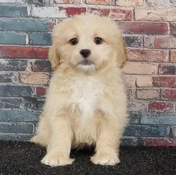 Female Peke-A-Poo puppy named Monkey for sale at Puppy Dreams - Idaho.