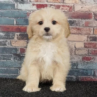 Female Peke-A-Poo puppy named Monkey for sale at Puppy Dreams - Idaho.