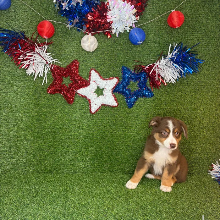 Male Mini Aussie puppy named Blaze for sale at Puppy Dreams - Idaho.