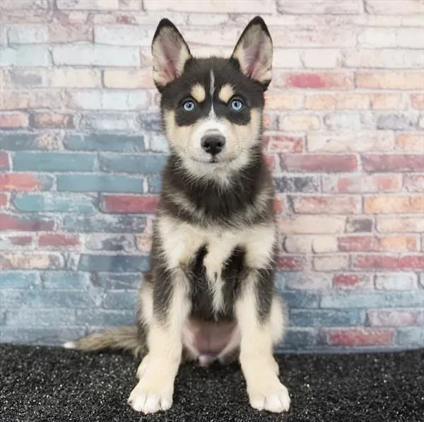 Female Pomsky puppy named Stitch for sale at Puppy Dreams - Idaho.