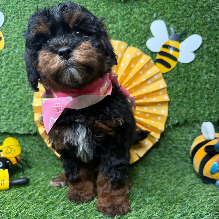 Female Bernedoodle puppy named Fire Fly for sale at Puppy Dreams - Idaho.