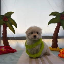 Female Peke-A-Poo puppy named Pikachu for sale at Puppy Dreams - Idaho.