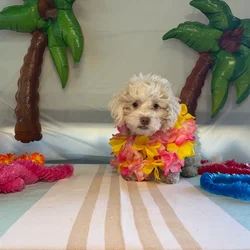 Male Shizapoo puppy named Buddy for sale at Puppy Dreams - Idaho.