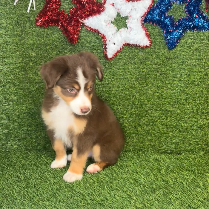 Male Mini Aussie puppy named Blaze for sale at Puppy Dreams - Idaho.