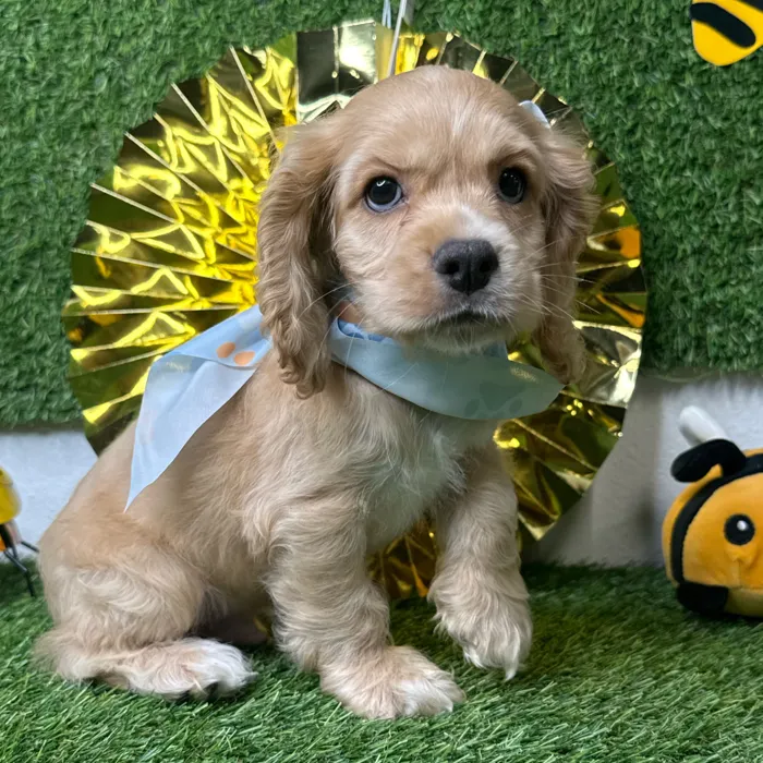 Male Cocker Spaniel puppy named Cobbler for sale at Puppy Dreams - Idaho.