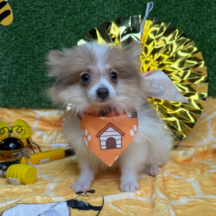Male Pomeranian puppy named Pickles for sale at Puppy Dreams - Idaho.