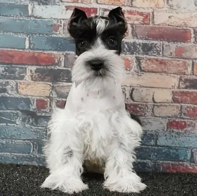 Male Mini Schnauzer puppy named Bob for sale at Puppy Dreams - Idaho.