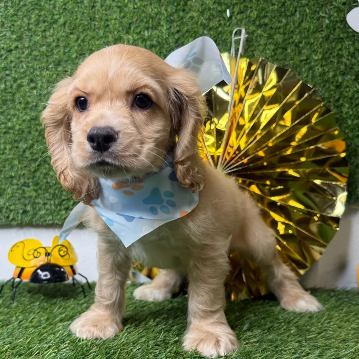 Male Cocker Spaniel puppy named Cobbler for sale at Puppy Dreams - Idaho.