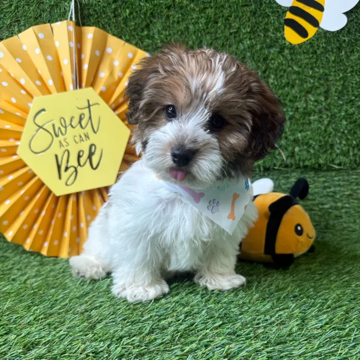 Female Yochon puppy named Bella for sale at Puppy Dreams - Idaho.