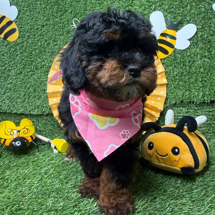 Female Bernedoodle puppy named Fire Fly for sale at Puppy Dreams - Idaho.