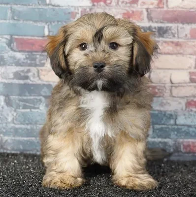 Male Havapoo puppy named Koda for sale at Puppy Dreams - Idaho.