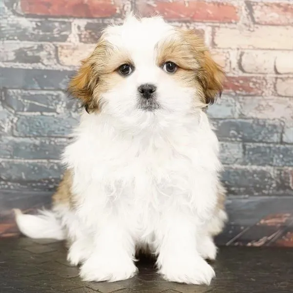 Female Malshi puppy named Nibbles for sale at Puppy Dreams - Idaho.