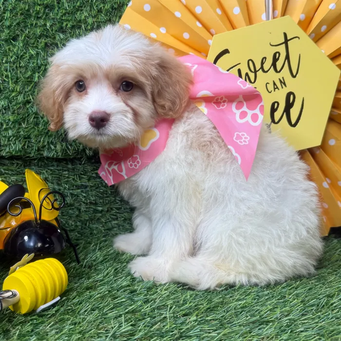 Female Havapoo puppy named Sunday for sale at Puppy Dreams - Idaho.