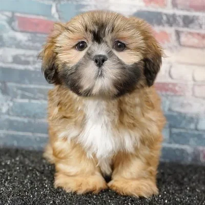 Male Shih Tzu puppy named Yoda for sale at Puppy Dreams - Idaho.