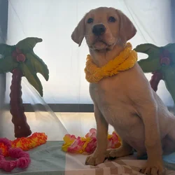 Male Labrador Retriever puppy named Bay-Max for sale at Puppy Dreams - Idaho.