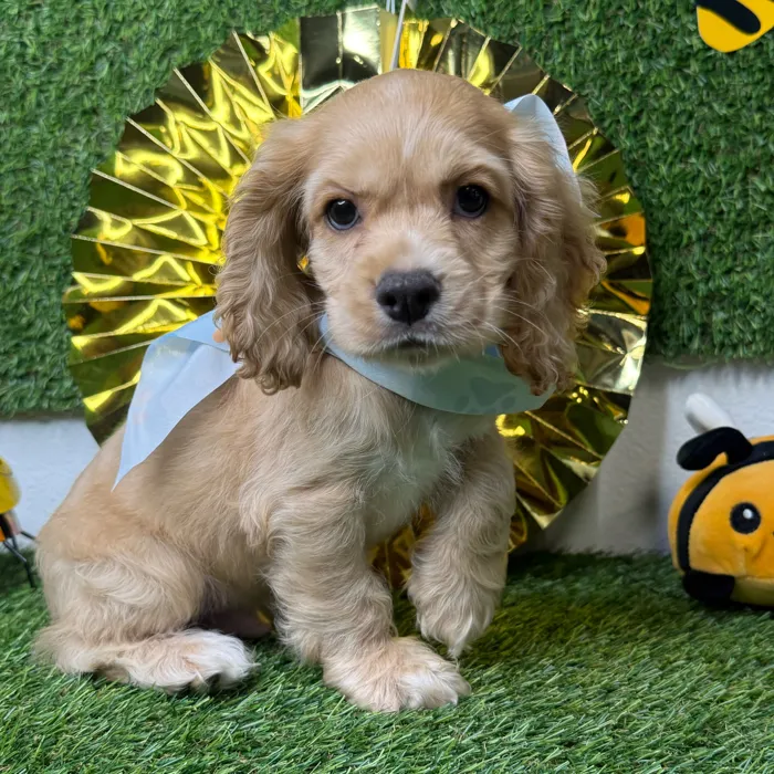Male Cocker Spaniel puppy named Cobbler for sale at Puppy Dreams - Idaho.