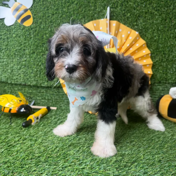 Female Cavapoo puppy named Bubbles for sale at Puppy Dreams - Idaho.