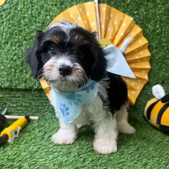 Male Cavapoo puppy named Mochi for sale at Puppy Dreams - Idaho.