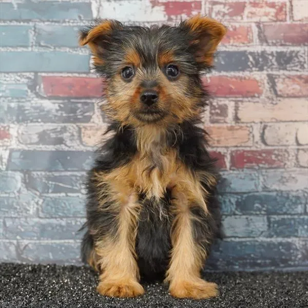 Male Yorkie puppy named Bear for sale at Puppy Dreams - Idaho.