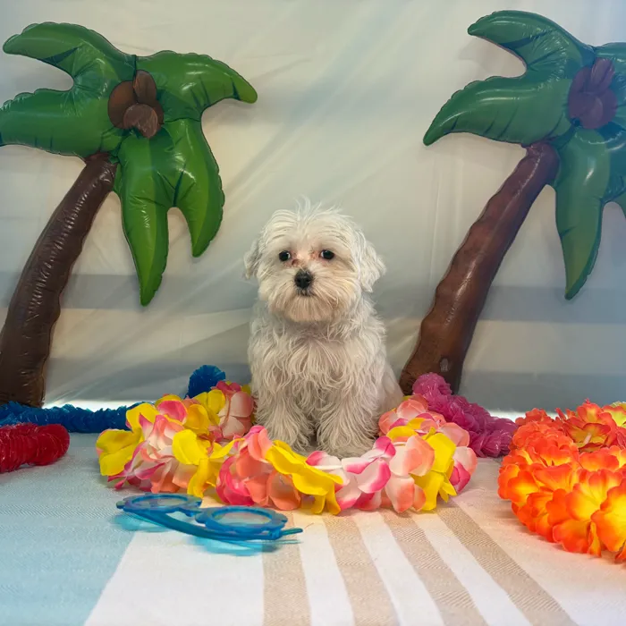 Male Maltese puppy named Louie for sale at Puppy Dreams - Idaho.