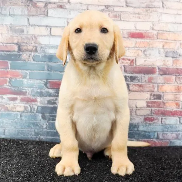 Male Labrador Retriever puppy named Bay-Max for sale at Puppy Dreams - Idaho.
