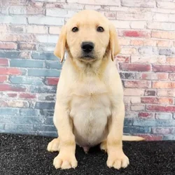 Male Labrador Retriever puppy named Bay-Max for sale at Puppy Dreams - Idaho.