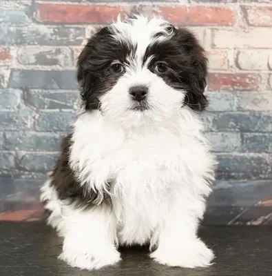 Male Malshi puppy named Oreo for sale at Puppy Dreams - Idaho.