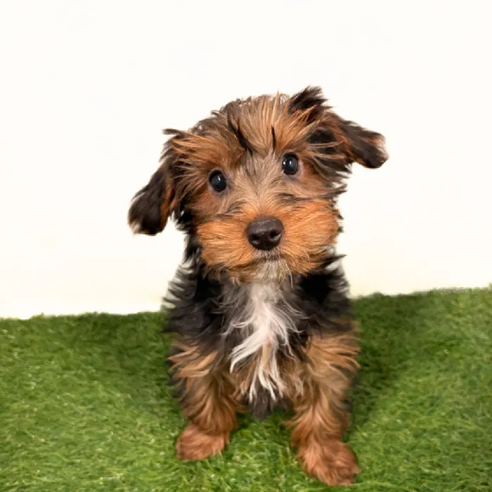 Male Yorkie-Poo puppy named Rusty for sale at Puppy Dreams - Idaho.