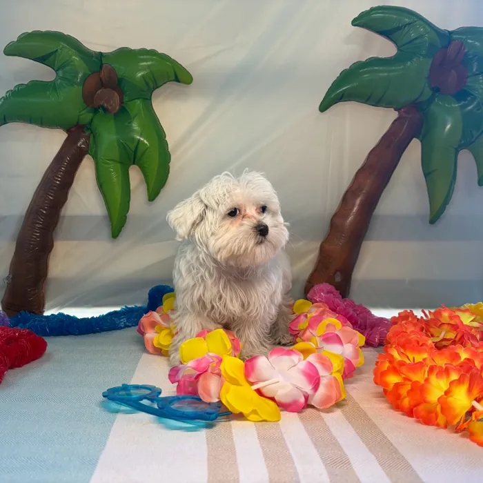 Male Maltese puppy named Louie for sale at Puppy Dreams - Idaho.