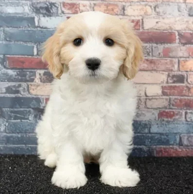 Male Cavachon puppy named Chowder for sale at Puppy Dreams - Idaho.