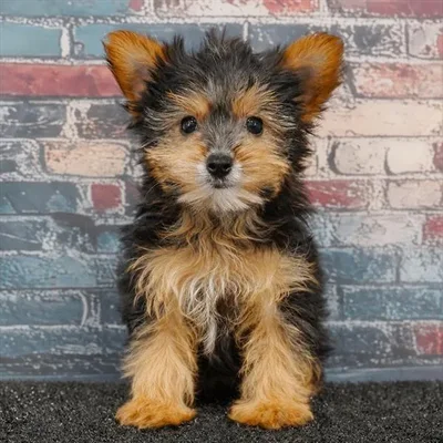 Male Yorkie puppy named Snuggles for sale at Puppy Dreams - Idaho.