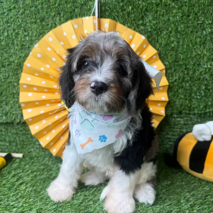 Female Cavapoo puppy named Bubbles for sale at Puppy Dreams - Idaho.