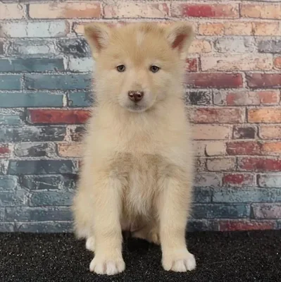 Female Pomsky puppy named Lilo for sale at Puppy Dreams - Idaho.