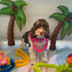 Male Cockapoo puppy named Cookie for sale at Puppy Dreams - Idaho.